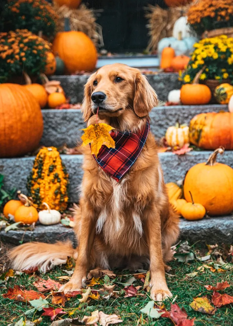 Apple Cider Flandana