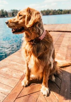 Bermuda Sand Beach Dog Collar