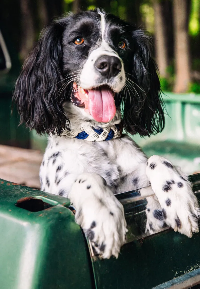 Brenton Cay Dog Collar