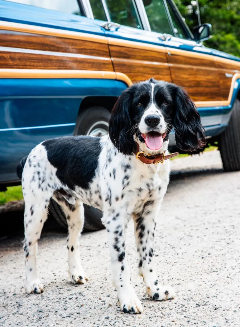Brenton Cay Dog Collar