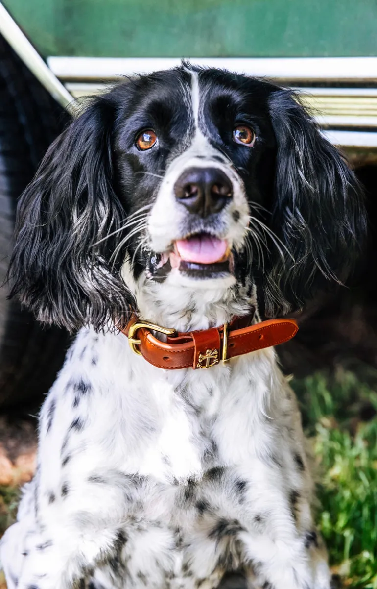 Brenton Cay Dog Collar