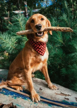 Buffalo Bennie Flandana