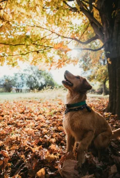 Captain Oscar O'Leary Dog Collar