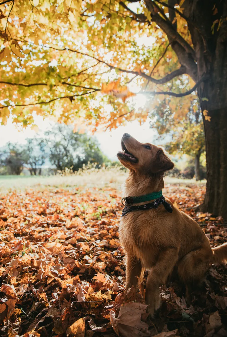 Captain Oscar O'Leary Dog Collar