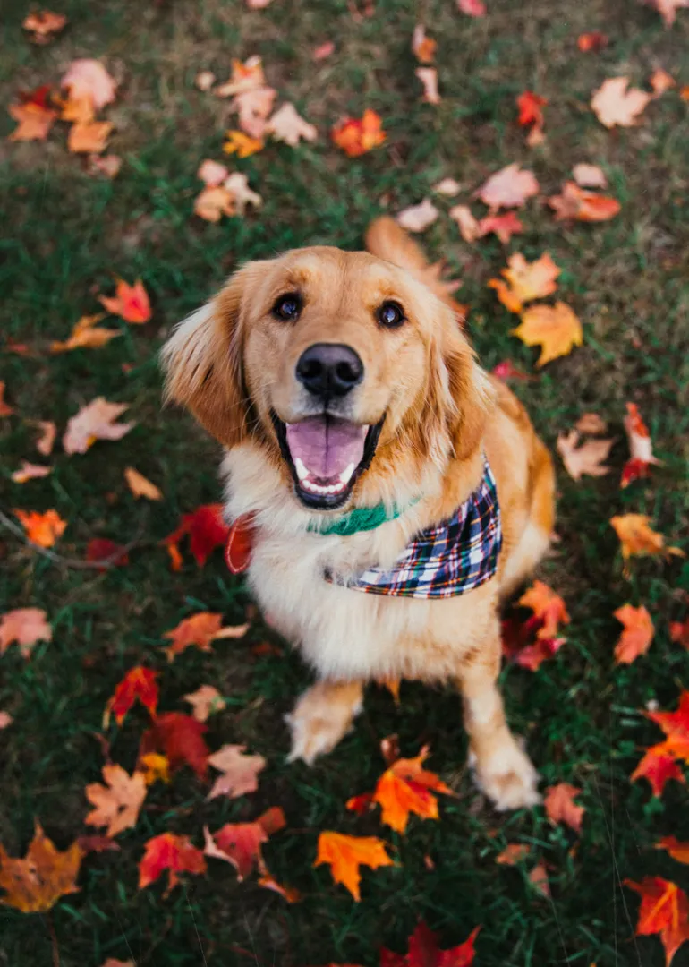 Captain Oscar O'Leary Dog Collar