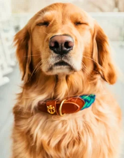 Clayton's Canopy Hammock Dog Collar