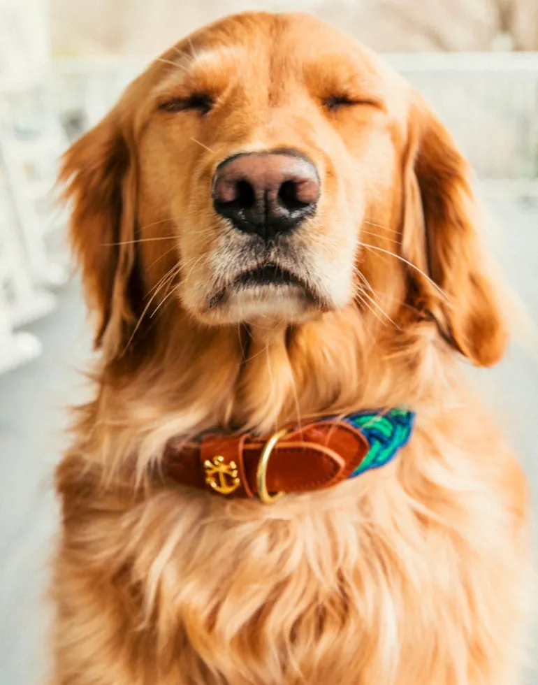 Clayton's Canopy Hammock Dog Collar