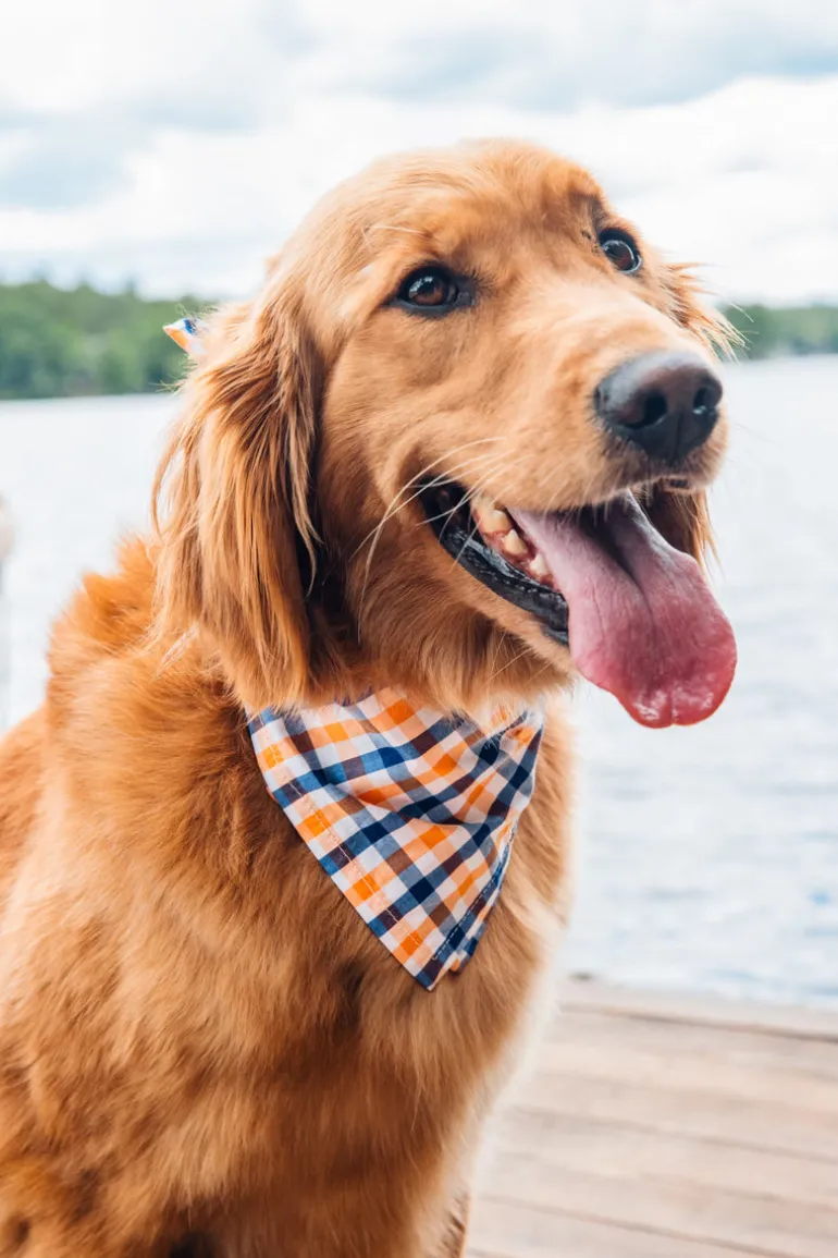 Falmouth Picnic Bandana
