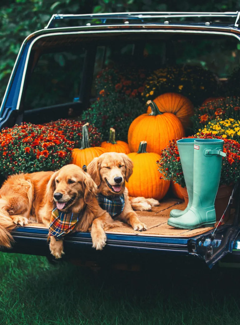 Green Mountain View Flandana