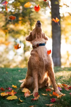 Hortock's Compass Rose Dog Collar