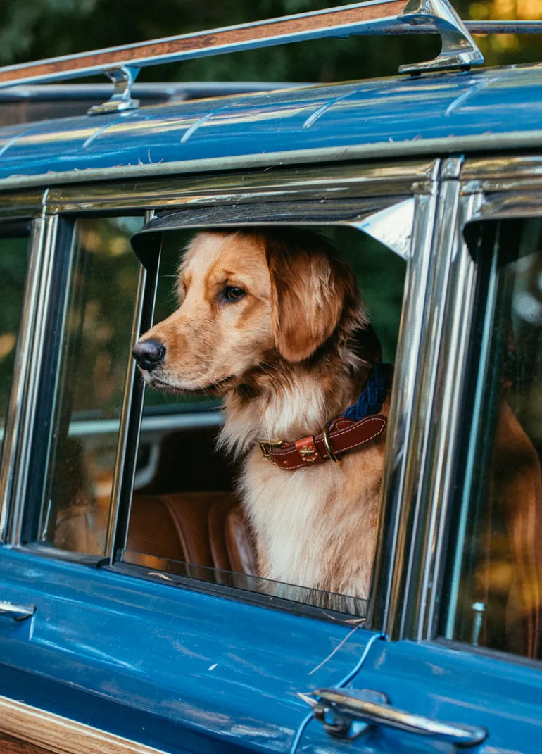 Hortock's Compass Rose Dog Collar