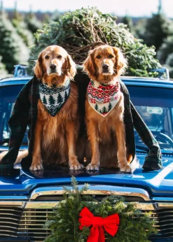 Santa's New Sleigh Knit Dog Bandana