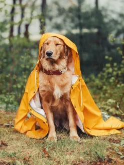The Knotty Dog Collar- White