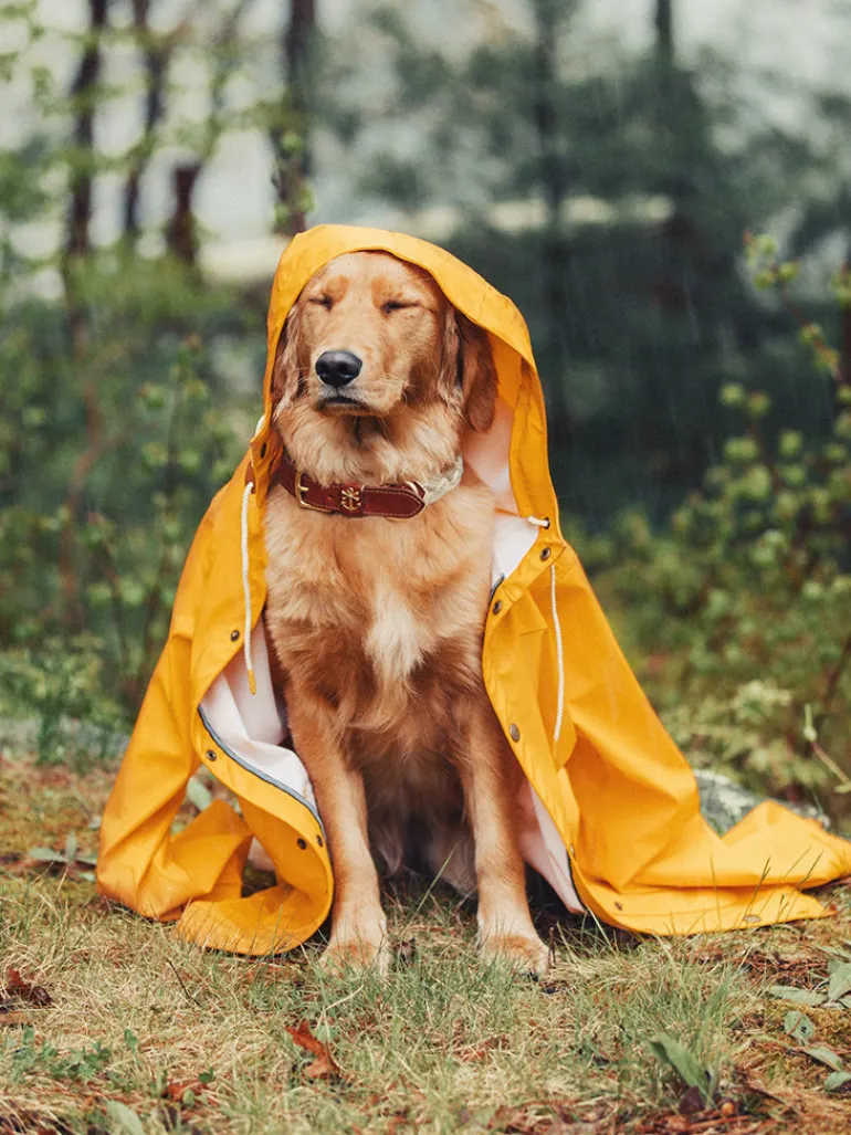 The Knotty Dog Collar- White
