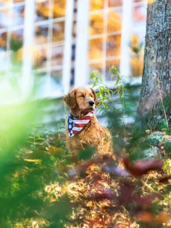 The United Paws of America