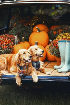 Woodstock Country Store Flandana